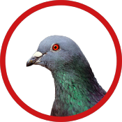 DALEP BIRD GUARD 2 Pics Anti-Oiseaux - Longueur 1m (2x50cm)