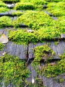 DALEP  PE éco·R Traitement Prêt à l'Emploi - Bidon 5L