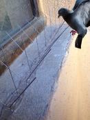 DALEP BIRD GUARD 2 Pics Anti-Oiseaux - Longueur 1m (2x50cm)