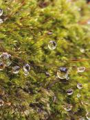 DALEP  HF Traitement Fongicide & Hydrofuge Prêt à l'Emploi - Bidon 5L