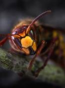 DALEP ANTI-GUÊPES & FRELONS ASIATIQUES Insecticide - Aérosol 750mL